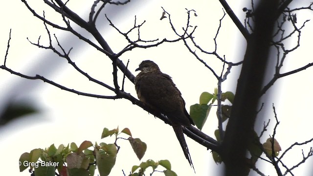 Black-billed Cuckoo-Dove - ML201808141