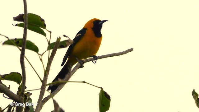 Oriole masqué (igneus) - ML201808171