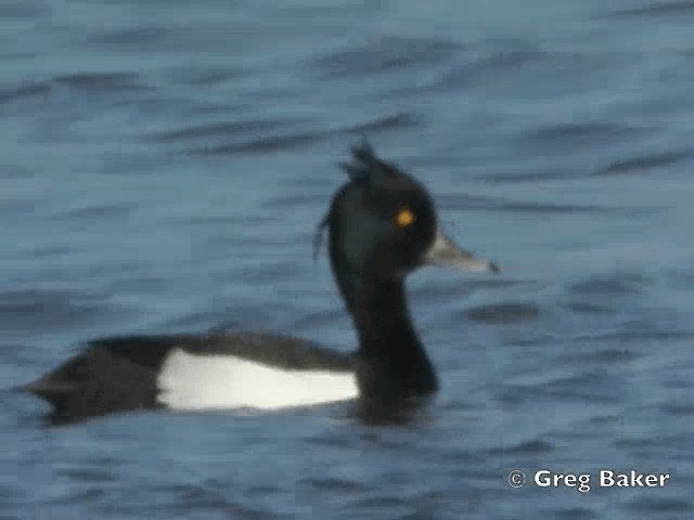 Tufted Duck - ML201808201