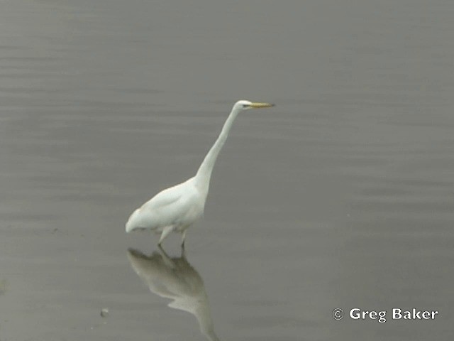 Great Egret (alba) - ML201808251