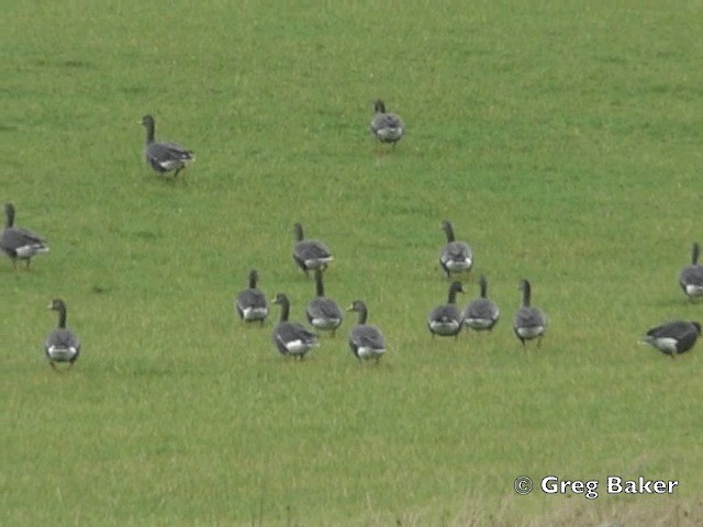 Greater White-fronted Goose (Greenland) - ML201808311