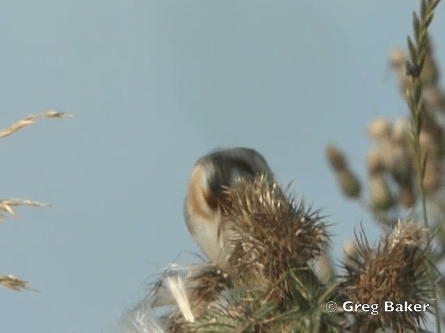 European Goldfinch (European) - ML201808341