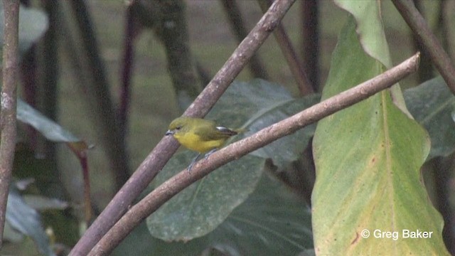 Thick-billed Euphonia (Black-tailed) - ML201809131