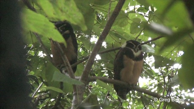 Spectacled Owl - ML201809261