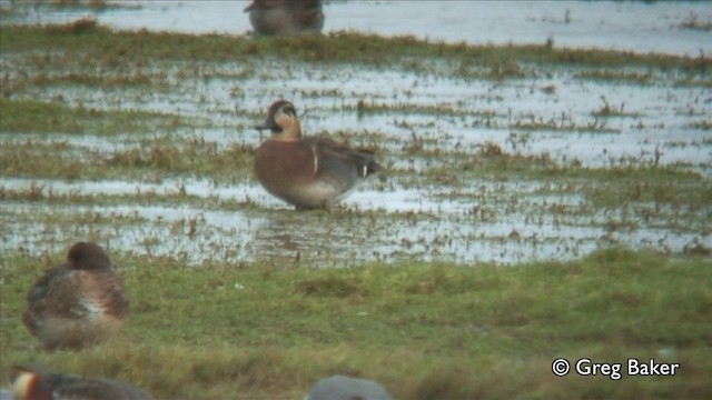  - Baikal Teal