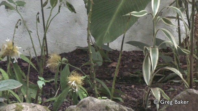 Шпалюшок амазонійський (підвид luscinia) - ML201809381