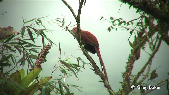 Squirrel Cuckoo (Middle America) - ML201809491