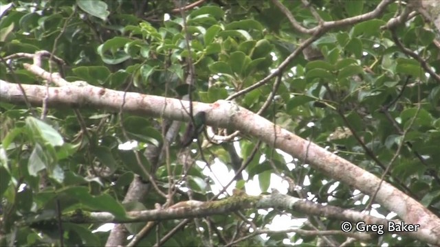 kolibřík zelenopláštíkový - ML201809501