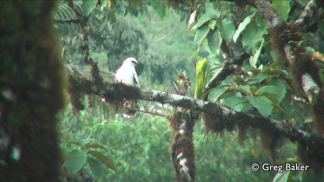 Белая агуйла (costaricensis) - ML201809711