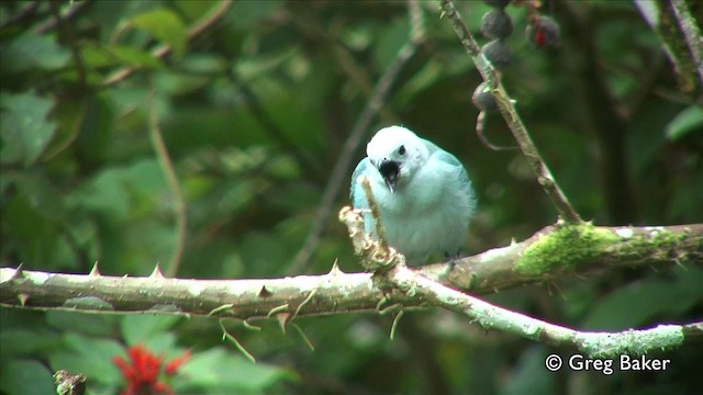 Blue-gray Tanager - ML201809741