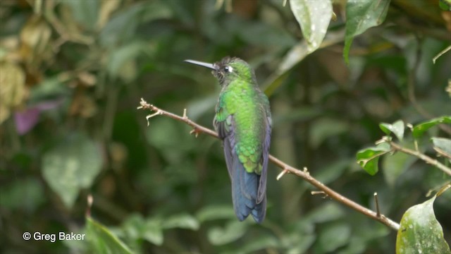 Green-crowned Brilliant - ML201809951
