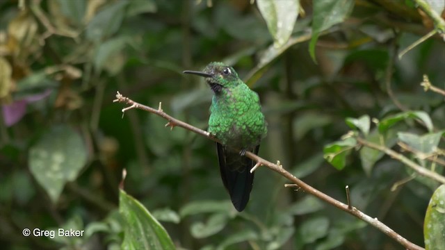 Green-crowned Brilliant - ML201809961