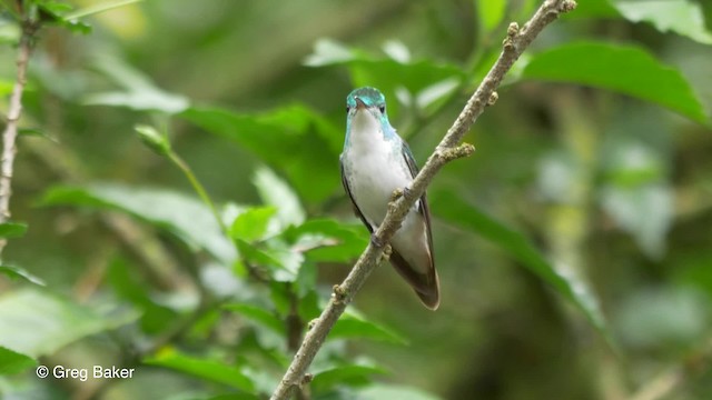 Andean Emerald - ML201809991
