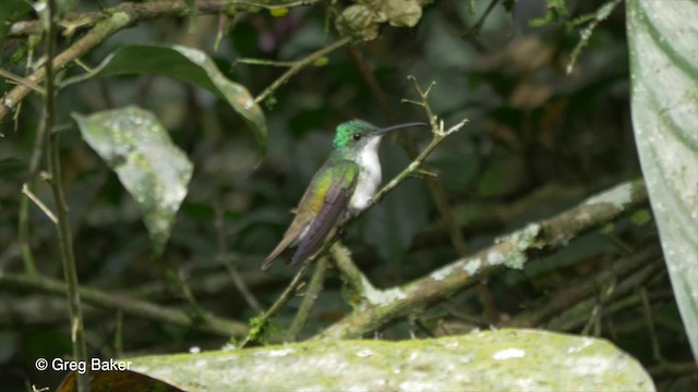 Andean Emerald - ML201810001