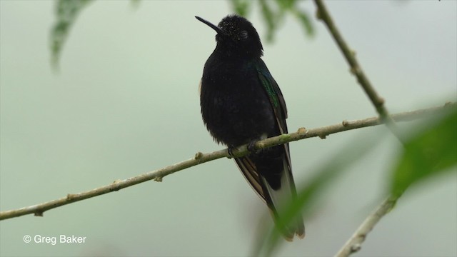 kolibřík hyacintový - ML201810071