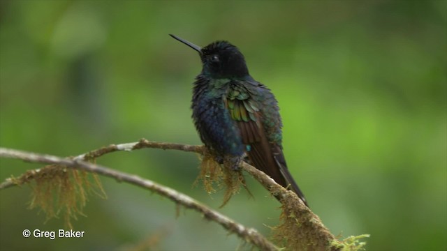 kolibřík hyacintový - ML201810081