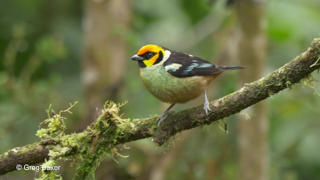 Flame-faced Tanager (Yellow-faced) - ML201810101