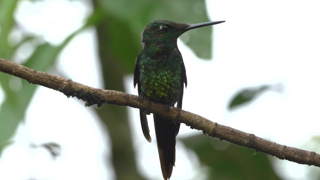 kolibřík císařský - ML201810171
