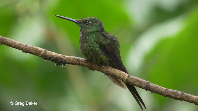 kolibřík císařský - ML201810181