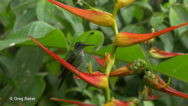 kolibřík císařský - ML201810191