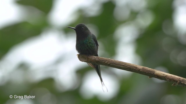 kolibřík trnoocasý - ML201810231