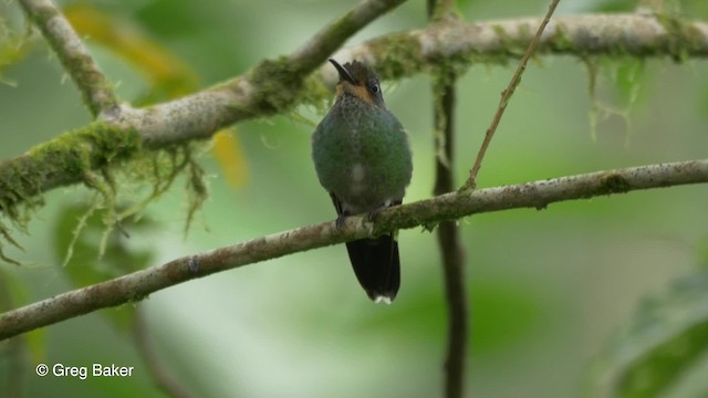 Green-crowned Brilliant - ML201810241