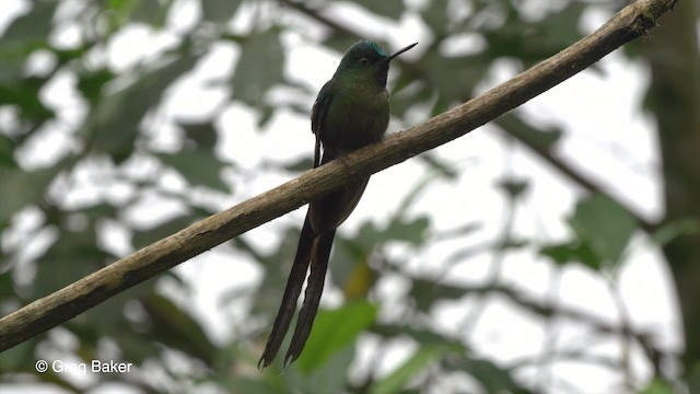 Violet-tailed Sylph - ML201810251