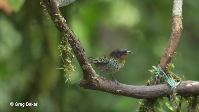 Rufous-throated Tanager - ML201810261