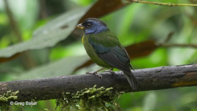 Moss-backed Tanager - ML201810281