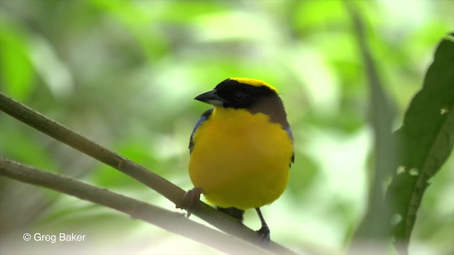 Blue-winged Mountain Tanager (Blue-winged) - ML201810451