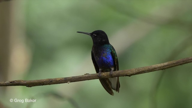 kolibřík hyacintový - ML201810521
