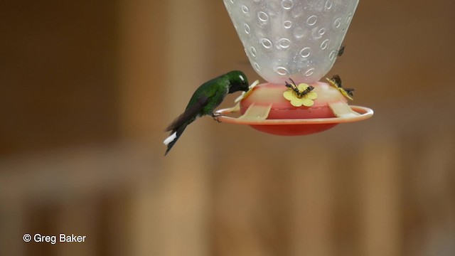 kolibřík skvrnoocasý - ML201810561