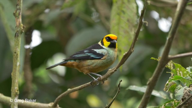 Flame-faced Tanager (Yellow-faced) - ML201810621