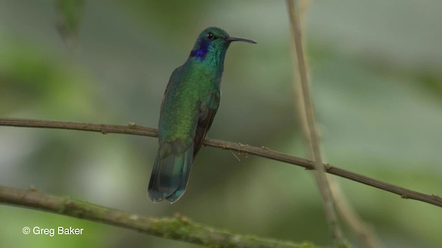 kolibřík modrouchý (ssp. cyanotus/crissalis) - ML201810641