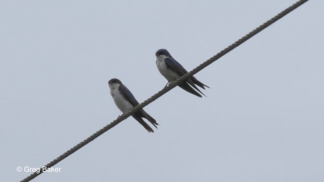 Blue-and-white Swallow (cyanoleuca) - ML201810651