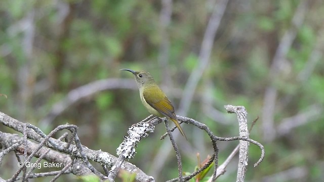 Mrs. Gould's Sunbird (Yellow-breasted) - ML201810681