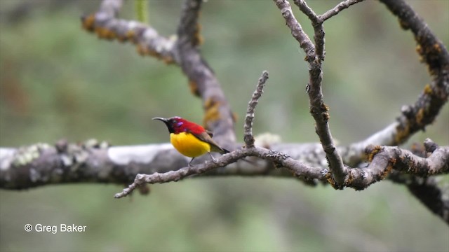 Mrs. Gould's Sunbird (Yellow-breasted) - ML201810721