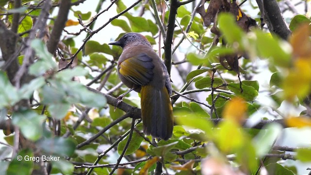 Chestnut-crowned Laughingthrush - ML201810731