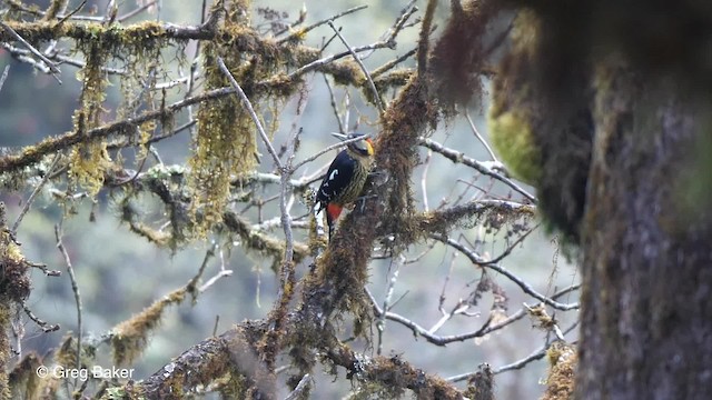 Darjeeling Woodpecker - ML201810881