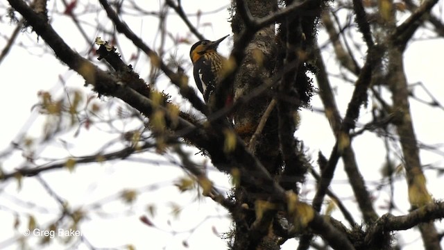 Darjeeling Woodpecker - ML201810891