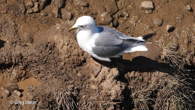 Mouette tridactyle (tridactyla) - ML201810971