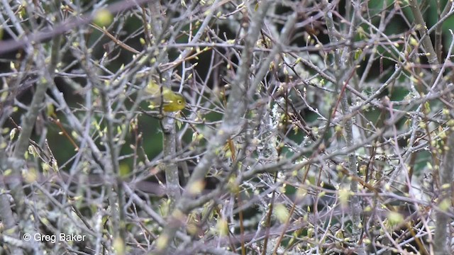 Green-crowned Warbler - ML201811081