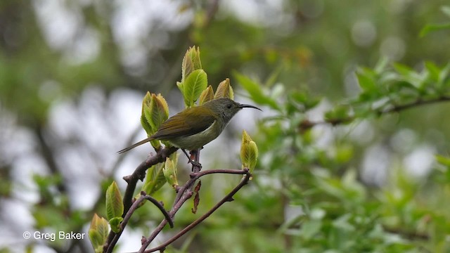 Green-tailed Sunbird (Green-tailed) - ML201811111