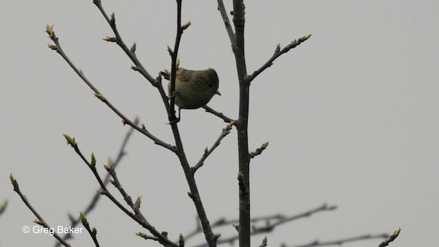 Yellow-browed Tit - ML201811121