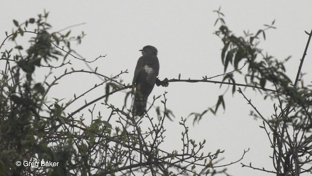 Large Hawk-Cuckoo - ML201811131