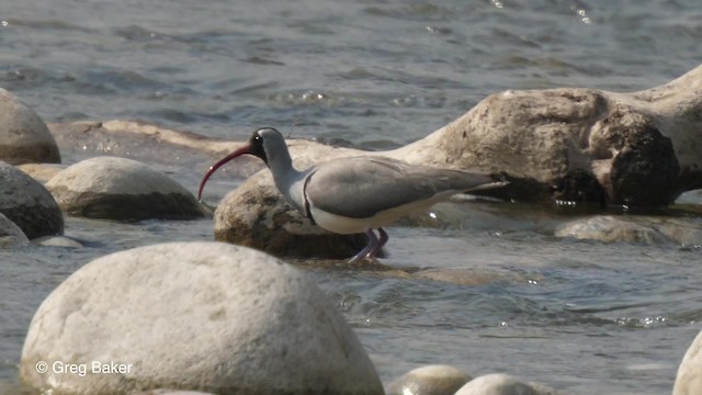 Bec-d'ibis tibétain - ML201811181