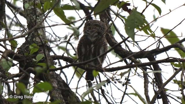 Collared Owlet - ML201811401