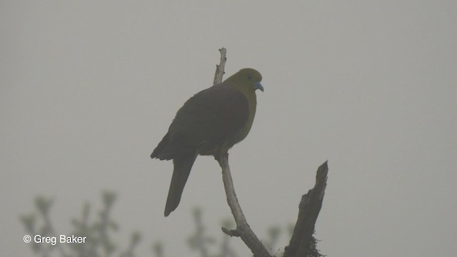 Wedge-tailed Green-Pigeon - ML201811471