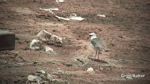  - Andean Lapwing