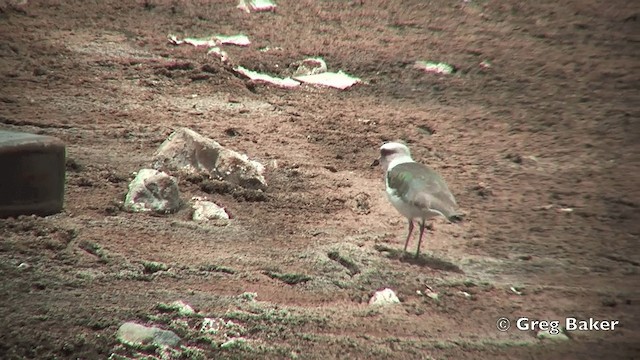 Andean Lapwing - ML201812261